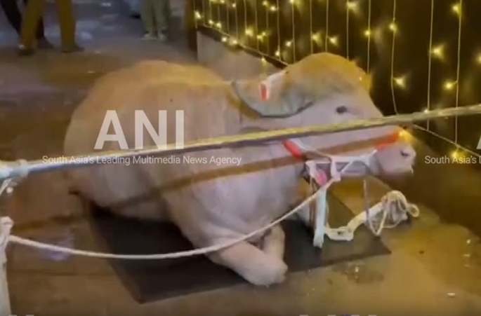 Visitors flock to Dhaka Zoo to see Bangladesh's viral sensation 'Trump' buffalo