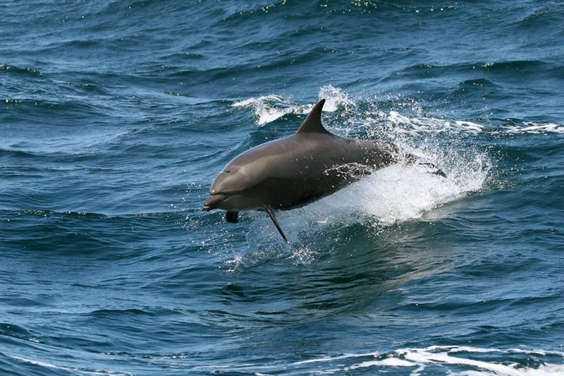 Morocco brings in reinforced Indonesian nets to shield sardine boats from dolphins