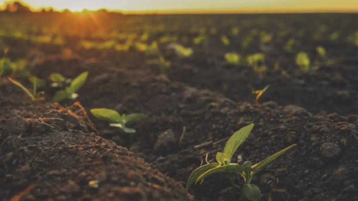 Alza de los fertilizantes impulsa la apuesta por biofertilizantes elaborados con gallinaza y pollinaza en Colombia