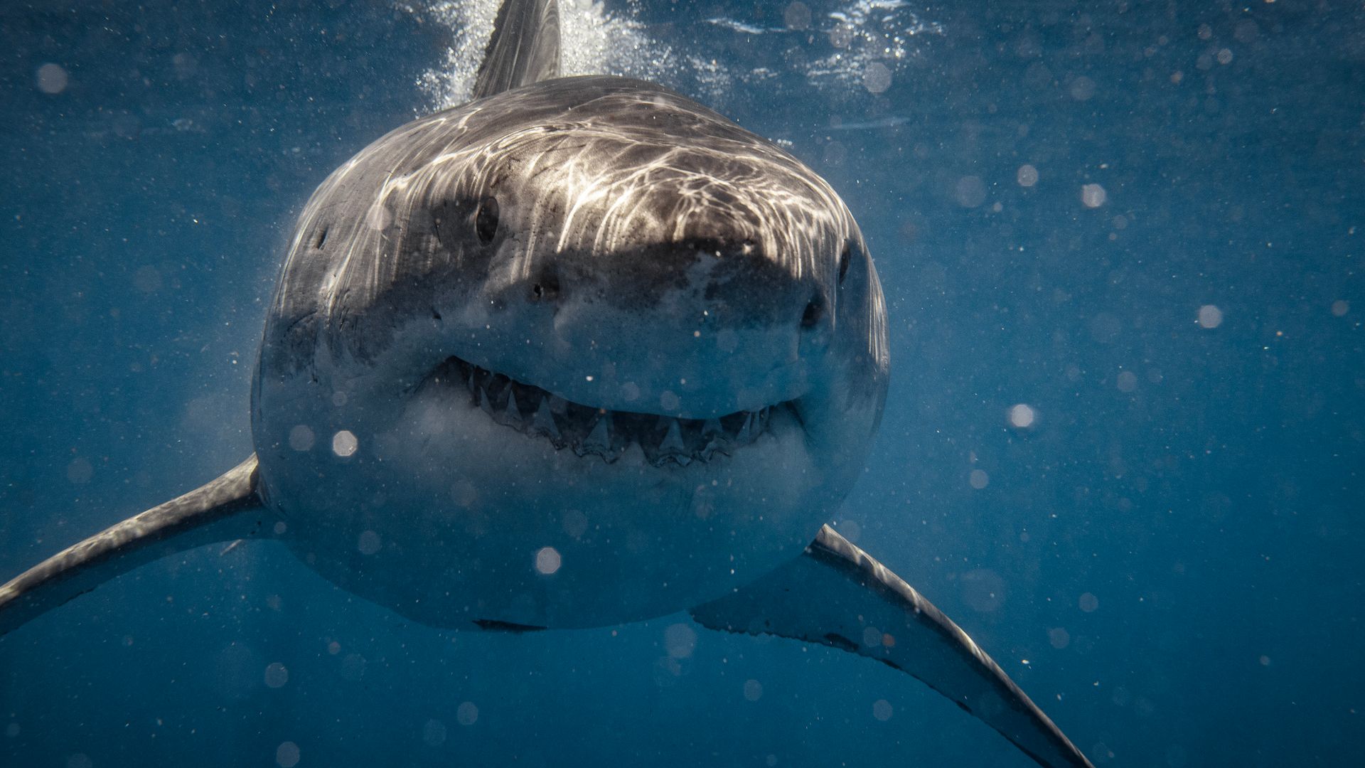 'Extraordinary and poorly understood': The Mediterranean's great white sharks