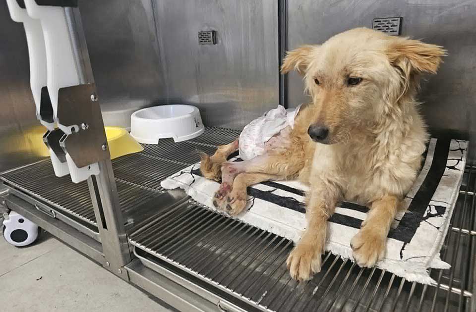 Neko ju je pregazio i otišao, a sada se humani ljudi bore da Talija preživi