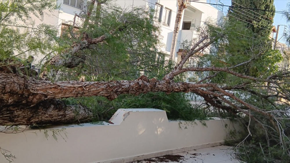 Δέντρο καταπλάκωσε όχημα στη Λευκωσία – Πού σημειώθηκε το περιστατικό