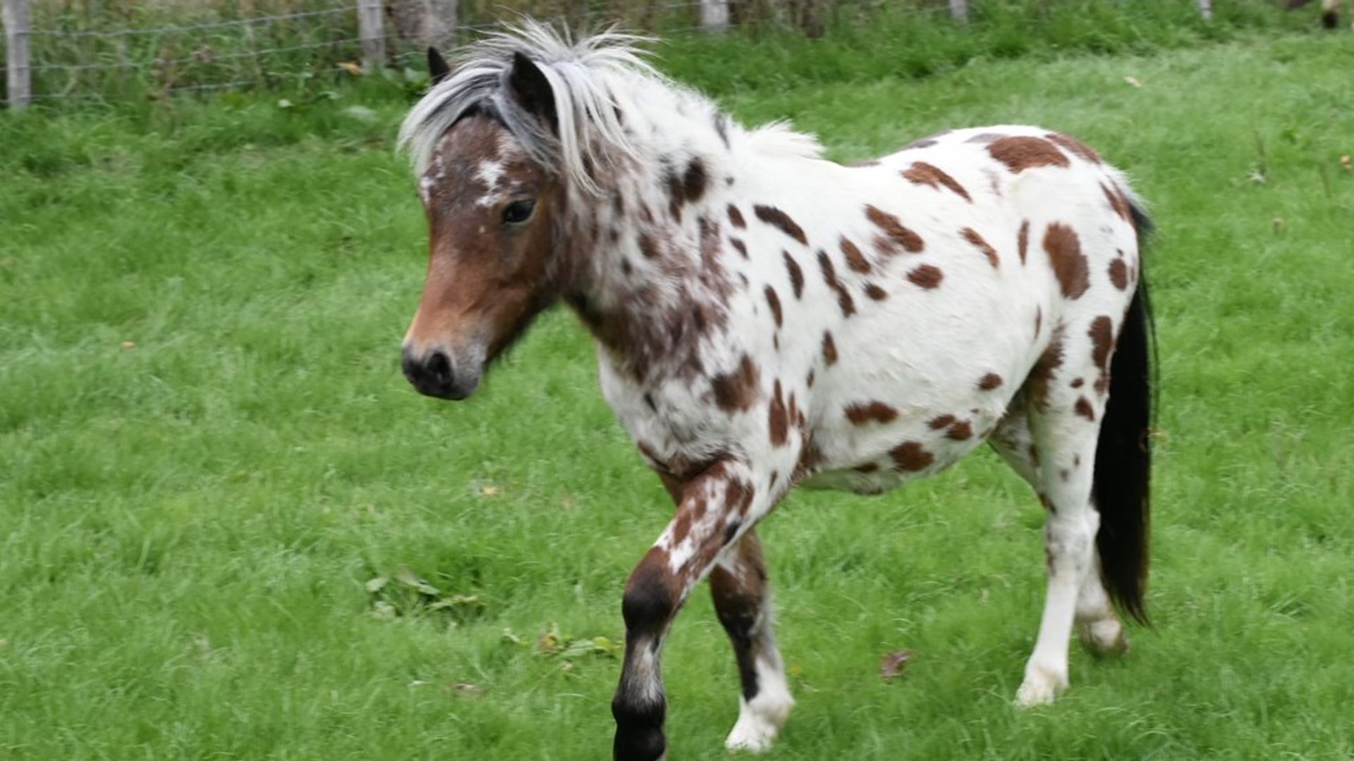 Police mount investigation after rare miniature horses stolen 