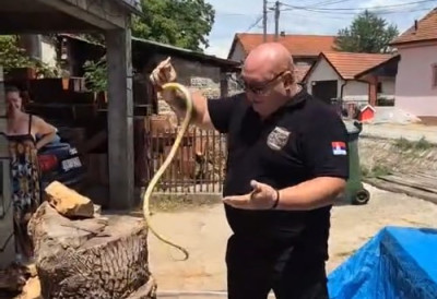 (ВИДЕО) УЈЕЛА ГА ЗМИЈА Ни најпознатији змијоловац у Србији није имун на уједе отровница ЕВО ШТА МУ СЕ ДОГОДИЛО