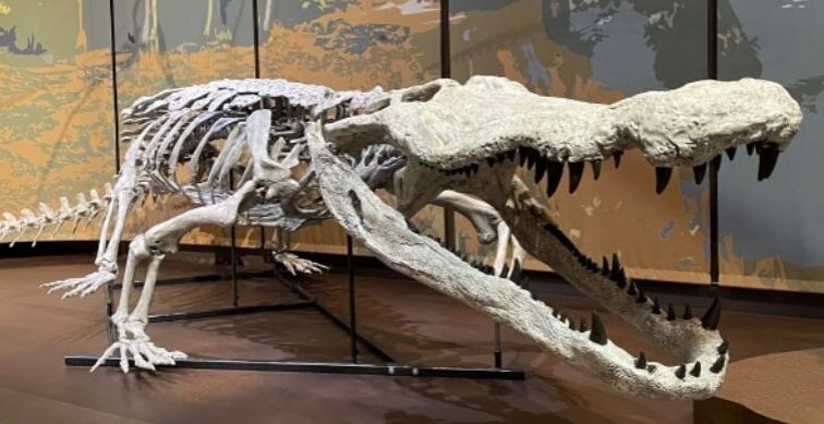 Ovaj krokodil je bio ubica dinosaursa: Veliki je kao autobus, a nekada bio jedan od najopasnijih grabljivaca 