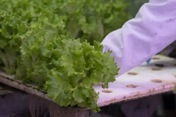 Should Canadians avoid American produce amid cyclosporiasis spread?