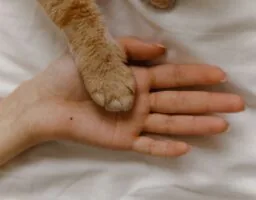 Kako se nositi s gubitkom kućnog ljubimca?