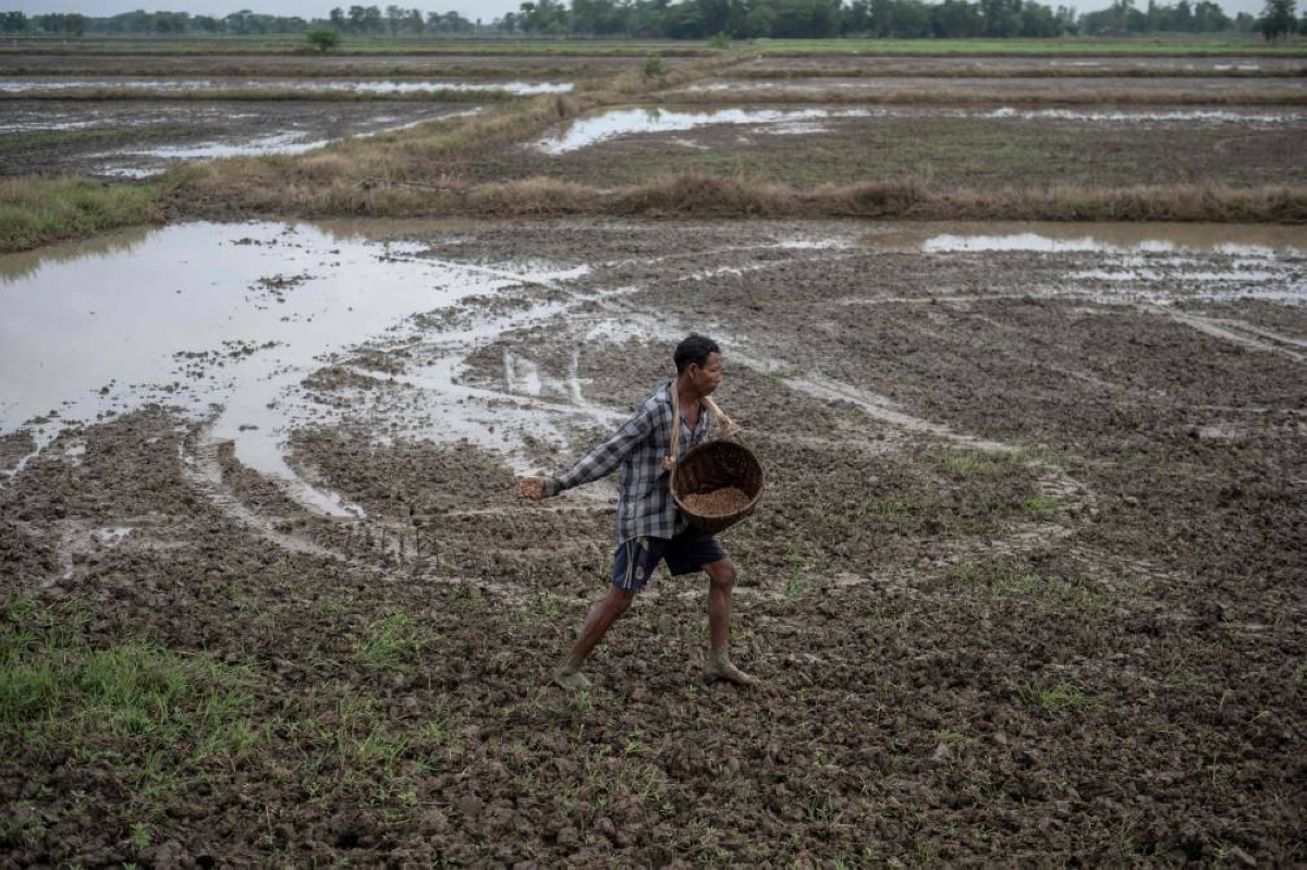 Growing fears: Myanmar farmers face fertiliser, fuel dearth