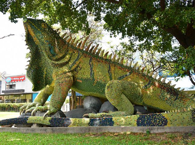 Iguanas en Guayaquil: un patrimonio natural que debemos proteger