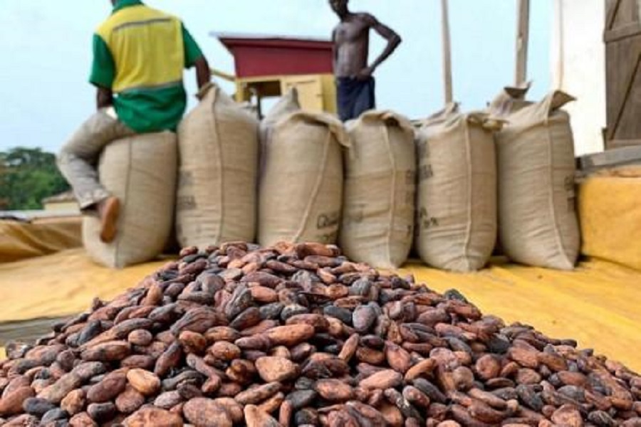 Afrique : les quatre premiers producteurs envisagent de mettre fin à l’exportation du Cacao brut
