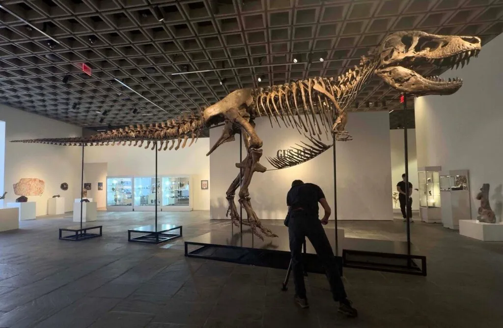 Fosil Tiranosaurusa reksa „Gus“ prodat za 50,1 milion dolara na aukciji u Njujorku, oboren novi rekord