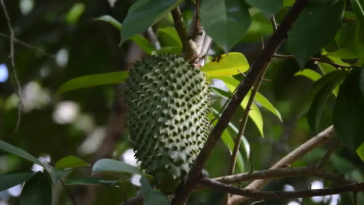 Cultivar guanábana en casa gana interés: así puede sembrar sus semillas y cuidar el árbol hasta dar fruto