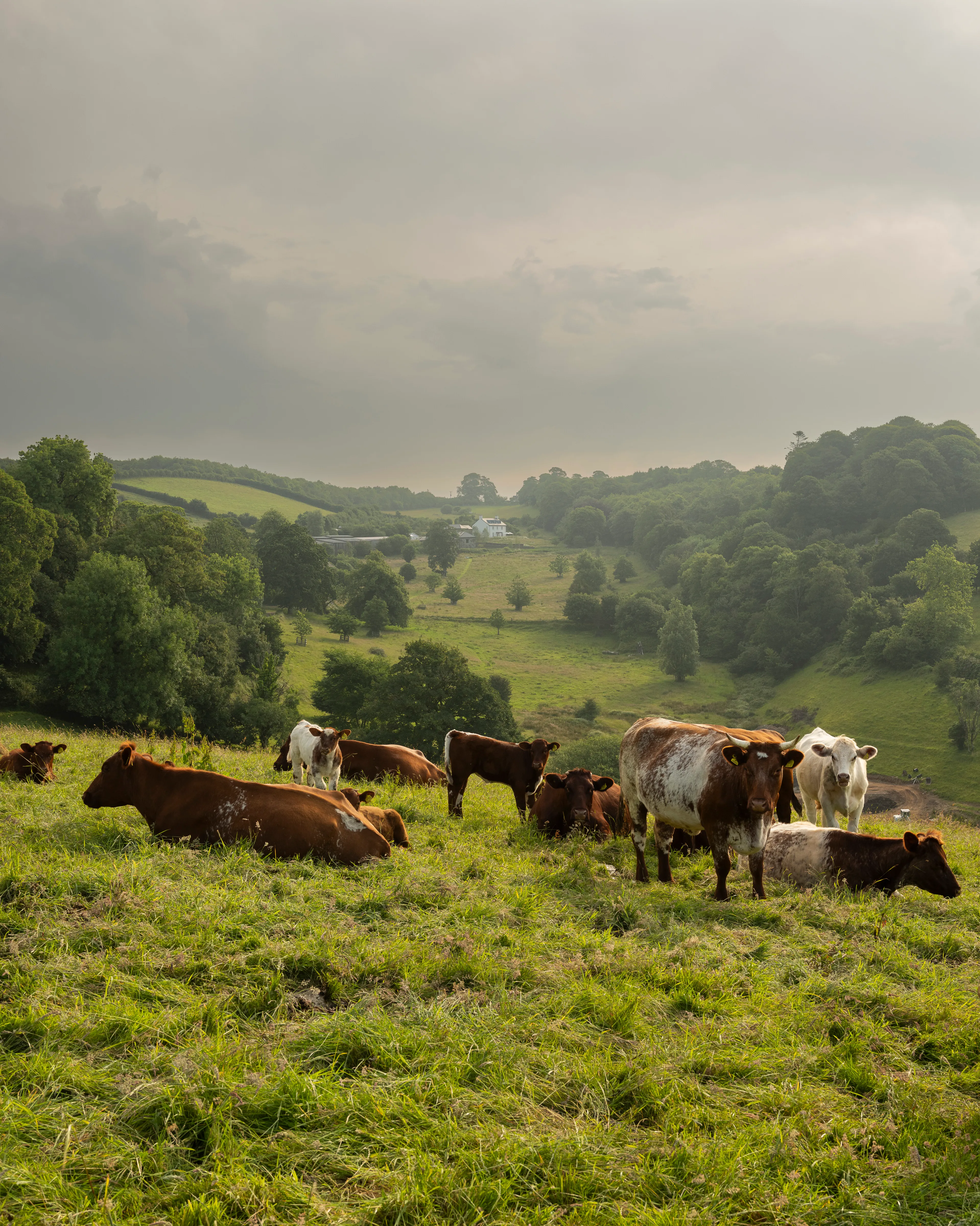 Devon Sent: It’s Time to Visit the Dreamy English County Starring in ‘Sense and Sensibility’