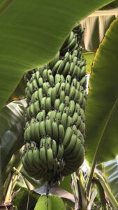 Taste of Tropics Takes Root in Southern Kazakhstan