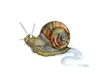 How do snails make their shells and which animal is fiercest? The kids’ quiz