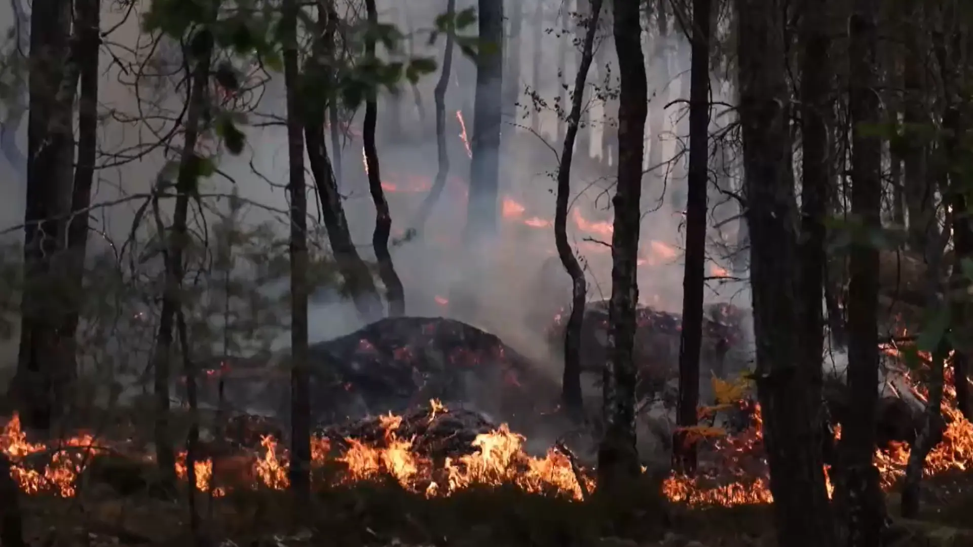  Un bombero, detenido por "prender fuego a ramas" y provocar uno de los focos del incendio de Fontainebleau 