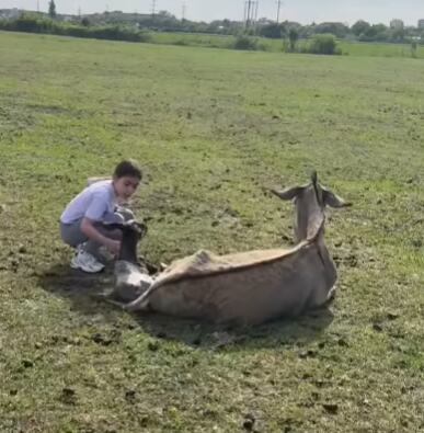 DEVOJČICA SAMA PORODILA MAGARICU! Anđelija oduševila Srbiju svojom hrabrošću i umećem: Tako mala, a već zna da zasuče rukave - za svaku pohvalu! (VIDEO)