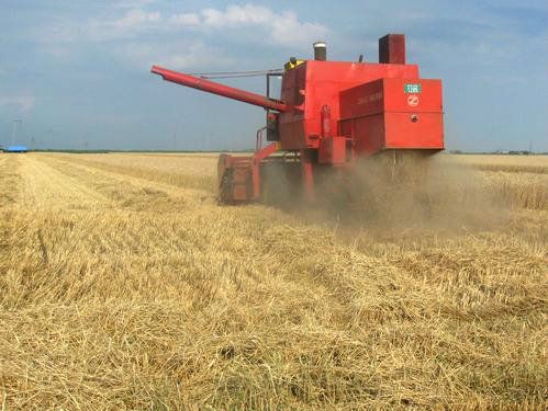Žetva na Pešterskoj visoravni u punom jeku