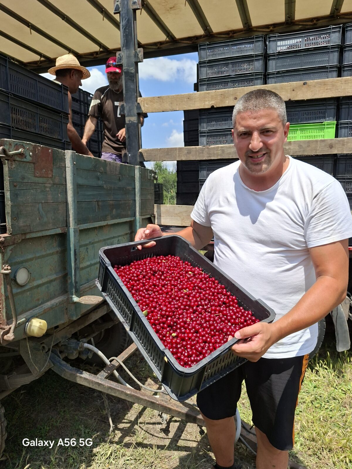 VOĆARSTVO U BANATU – BUDUĆNOST ILI VELIKI RIZIK