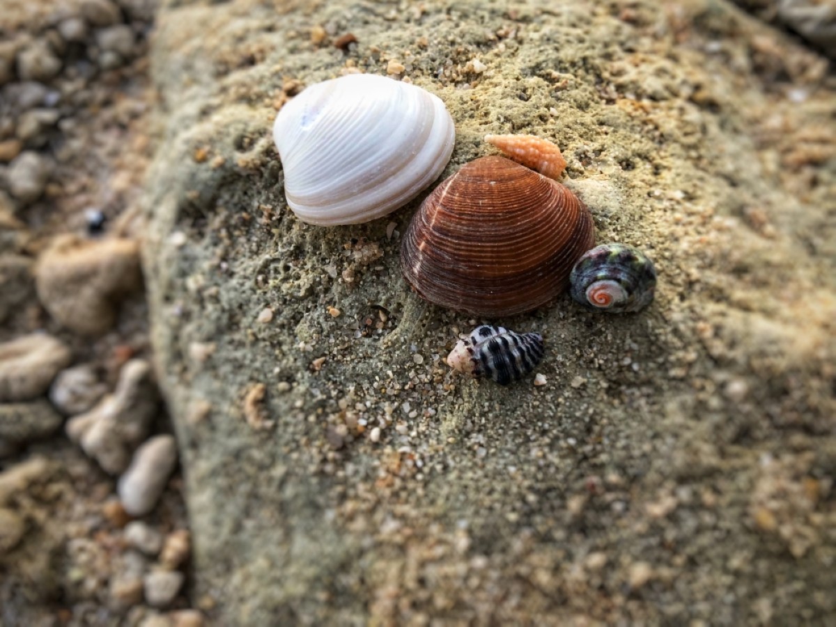 Why picking up a shell on Kuwait’s beaches could land you a hefty fine