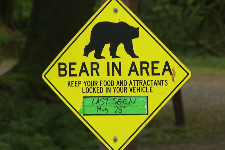 Mama black bear killed in Golden Ears park for aggressive behaviour, conservation says