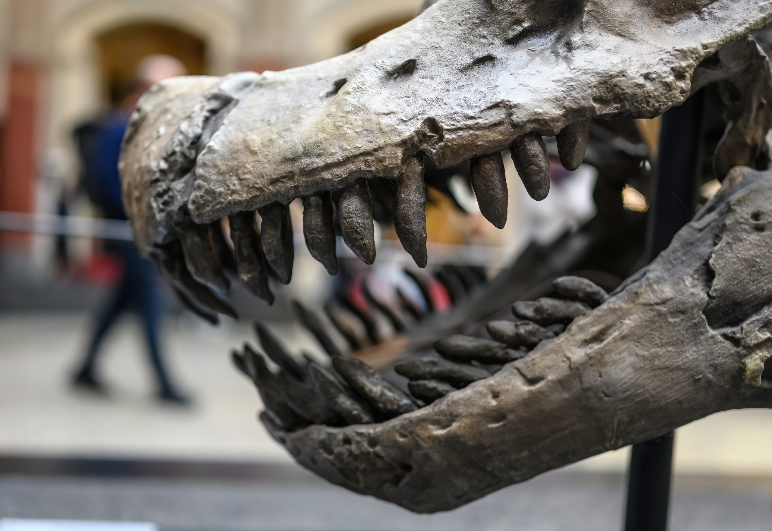 TKO JE BOGATI KUPAC? Legendarni T-Rex “Gus” prodan za vrtoglavih 50 milijuna dolara, no znanstvenici su izvan sebe od bijesa