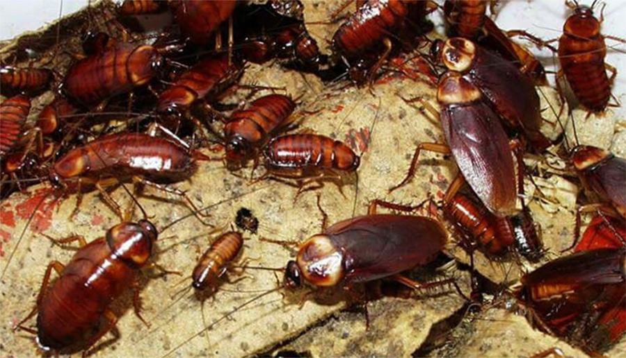 10 effective tips to control cockroach infestation