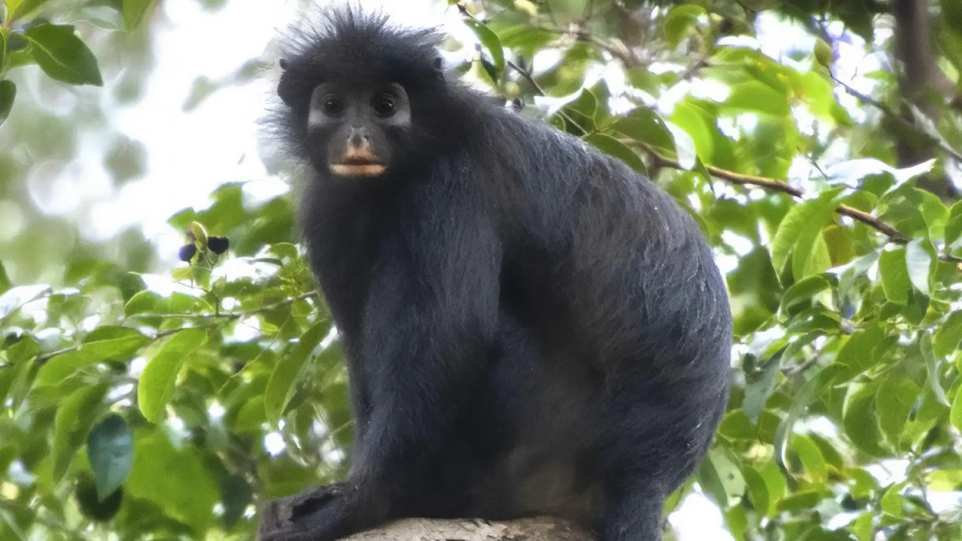  Descubren a Likweli, una nueva especie de mono de labios anaranjados 