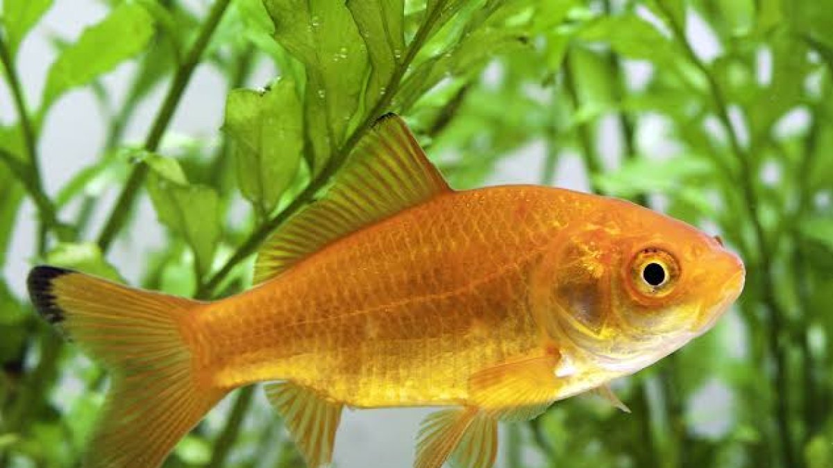 
                Por qué un tribunal argentino declaró a peces dorados como seres sintientes y sujetos de derecho
            