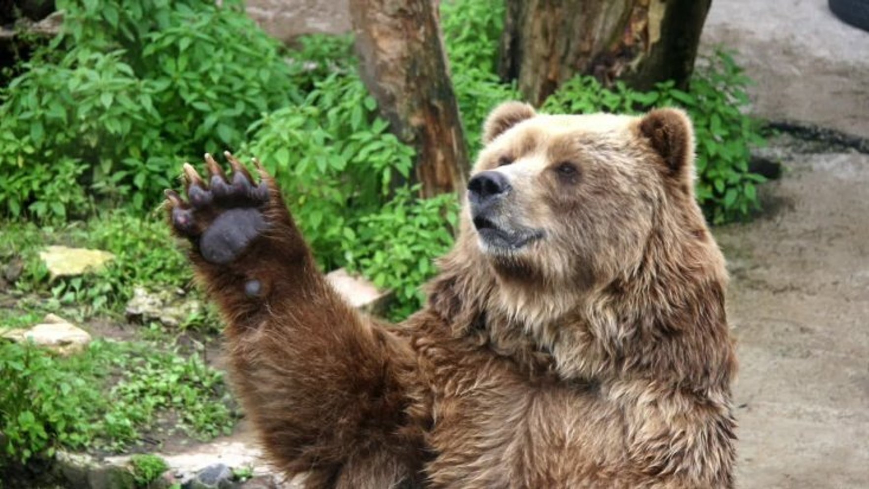 Pārdaugavā, iespējams, redzēta lācene ar lācēniem
