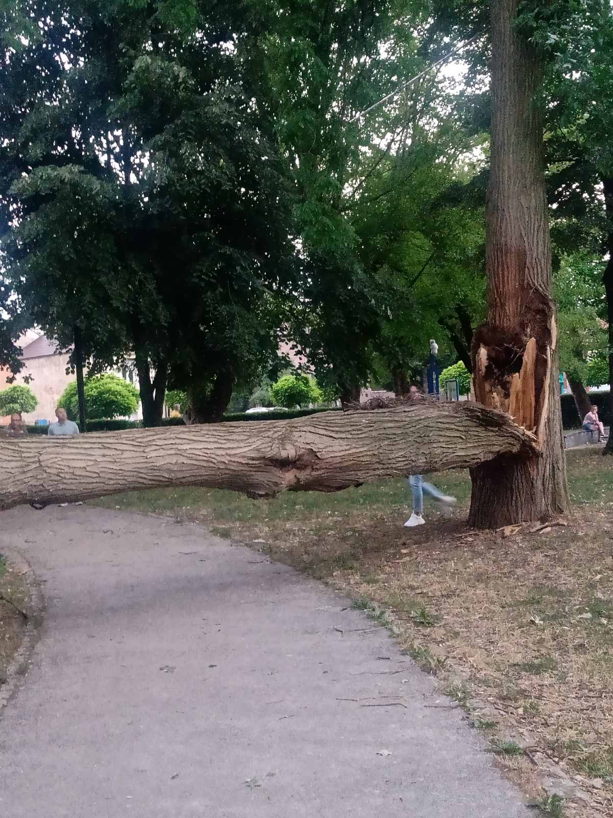 Prepolovilo se drvo u parku kod dečjeg igrališta