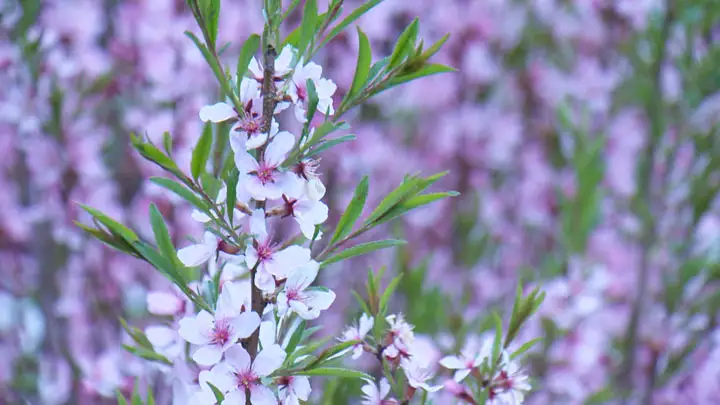 Late spring start, dry conditions to blame for intense Edmonton allergy season