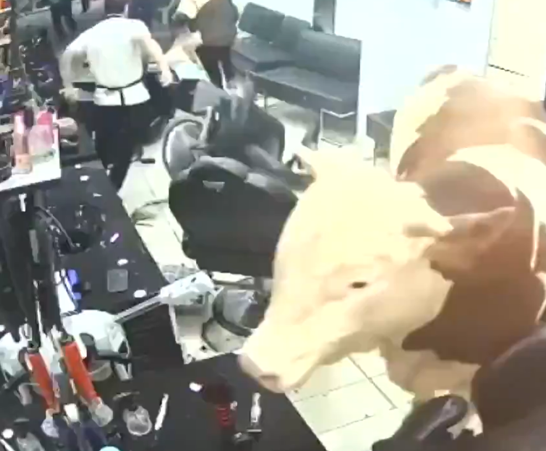 (VIDEO) Bik upadnal vo frizerski salon vo Istanbul i predizvikal panika