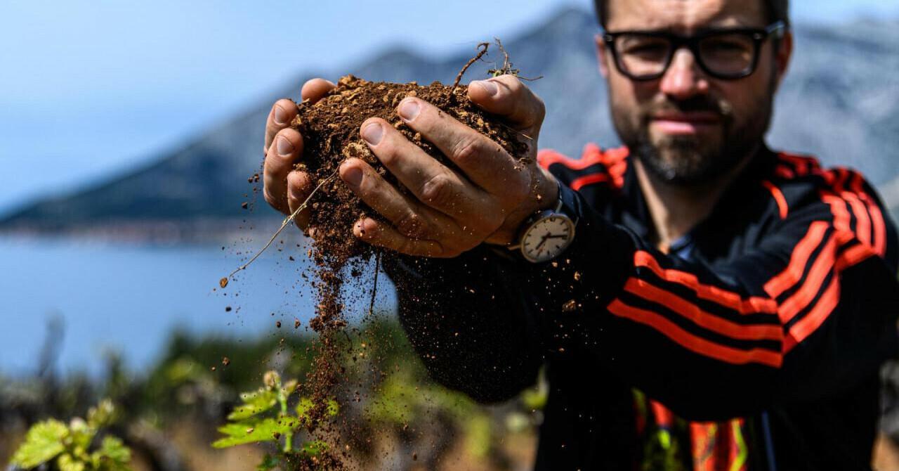 Vinari s Pelješca čiji su vinogradi oštećeni u požaru: "Šteta je ozbiljno velika"