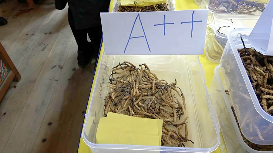Bumthang cordyceps auction sees withdrawals over low bids