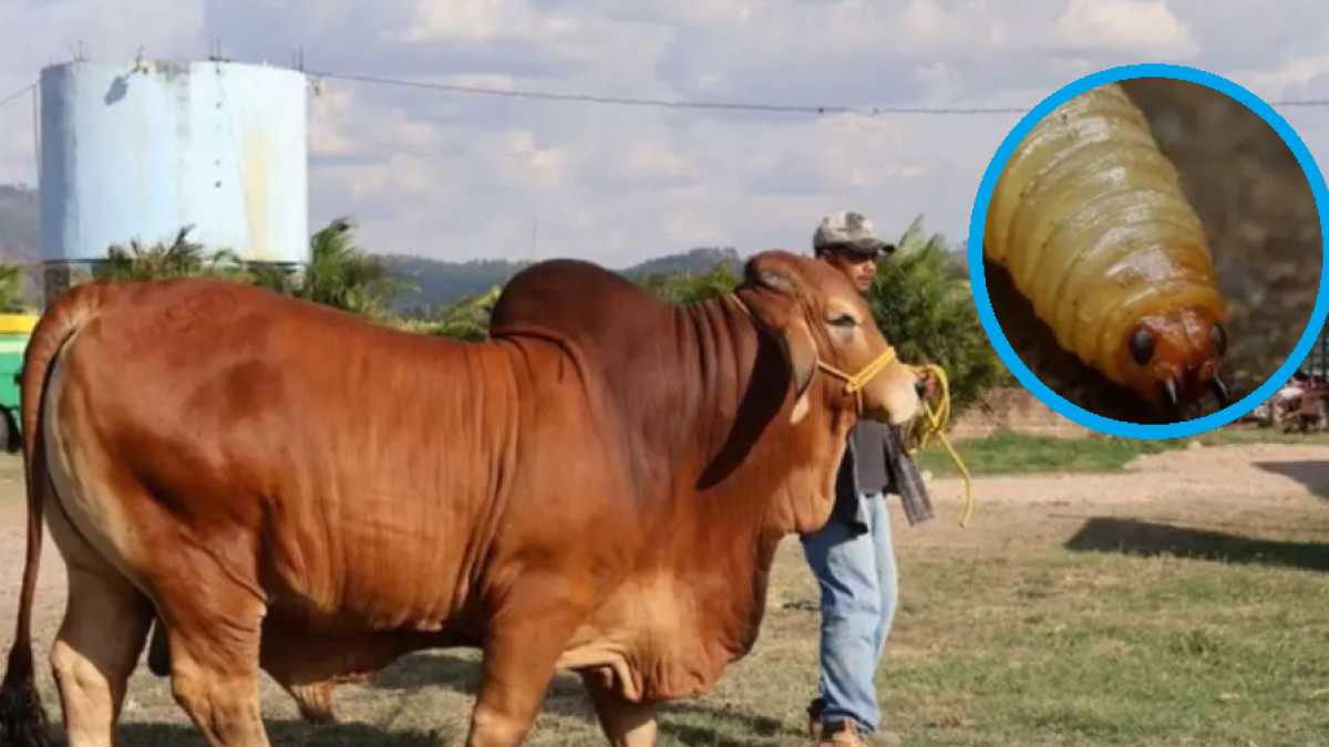 
                Revisan protocolos regionales para el control del gusano barrenador
            