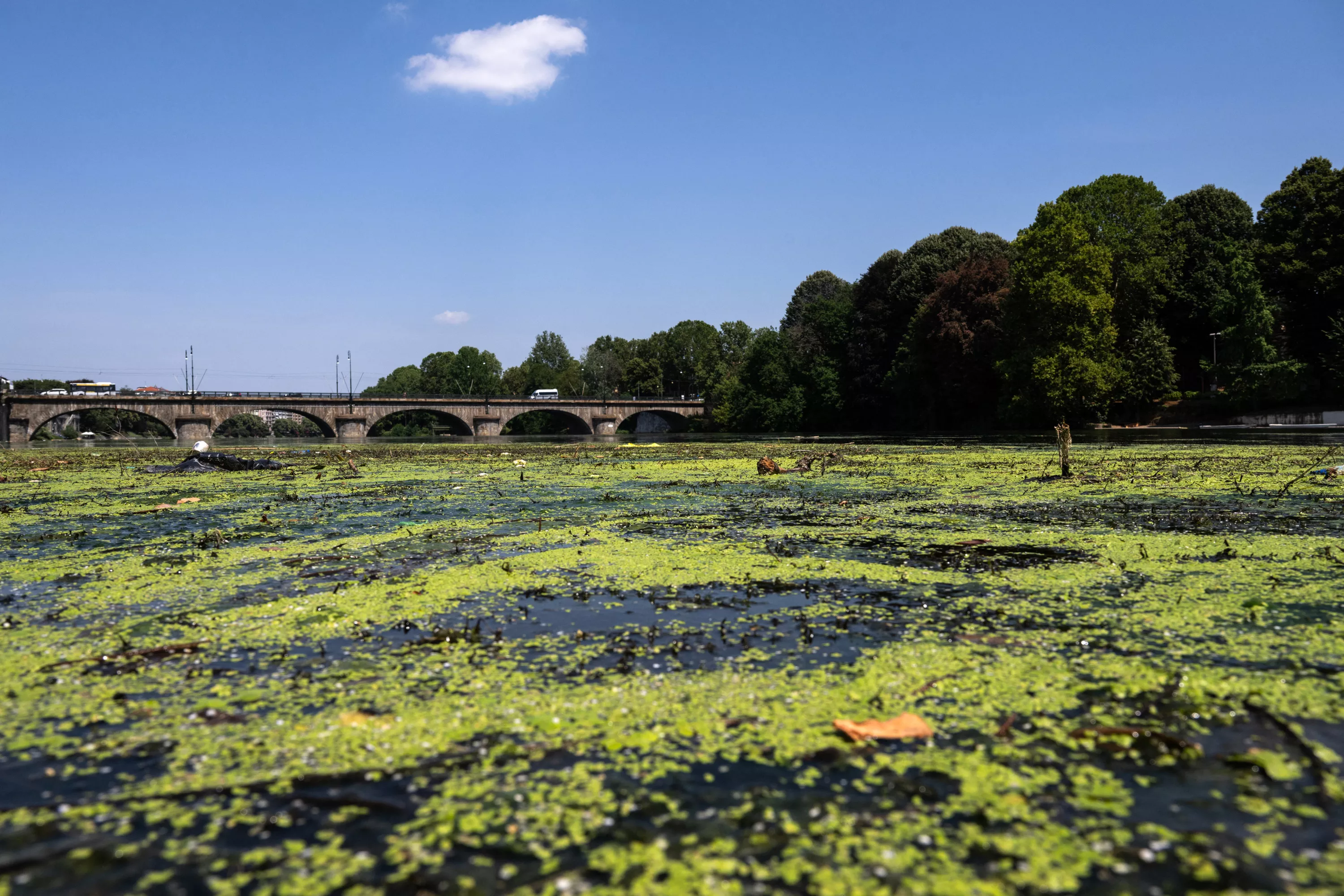 Algues qui prolifèrent, plantes aquatiques et eau à 28 degrés : à Turin, les touristes découvrent un Pô transfiguré