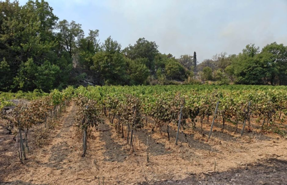 Crna kronika − Velika šteta za jednu pelješku vinariju: U požaru stradalo oko 5000 loza pred berbu