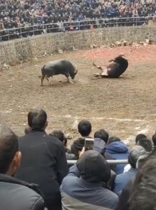 Dvojica Gruđana uhićena nakon napada na policajce na bikijadi u Kočerinu