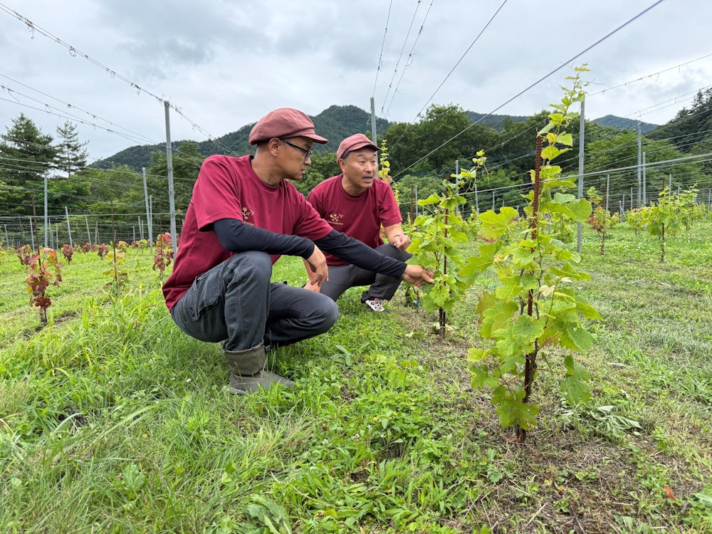 Export nach Deutschland: Rotwein vom Fudschijama