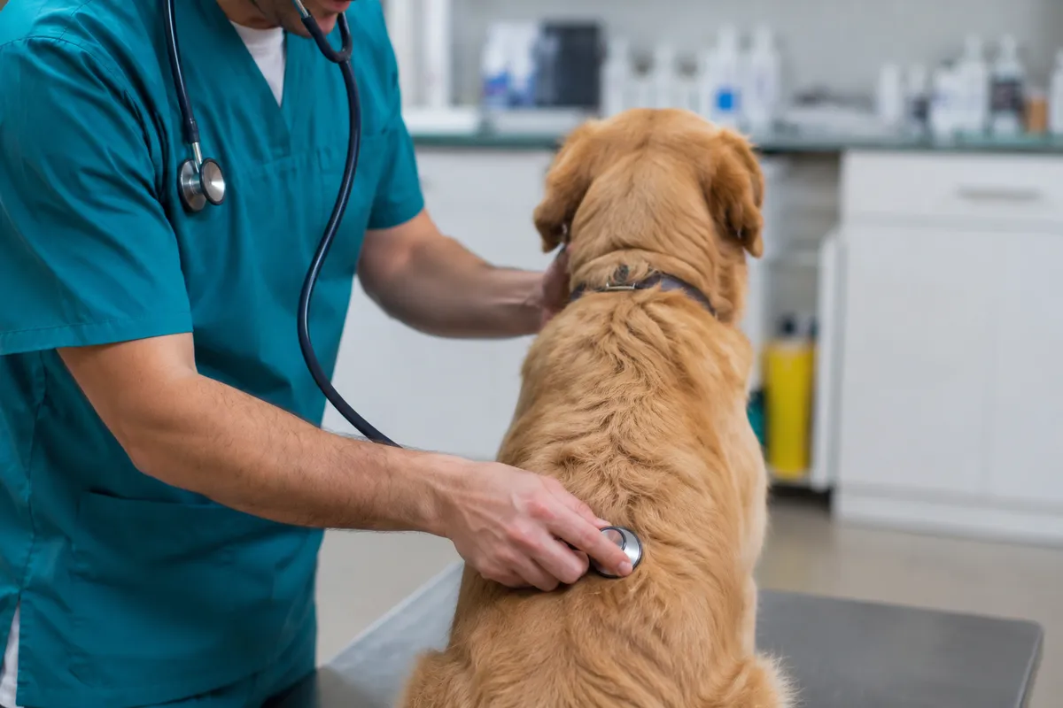 Veterinari prozvali Ministarstvo: Sporni natječaj mogao bi ugasiti lokalne veterinarske ambulante