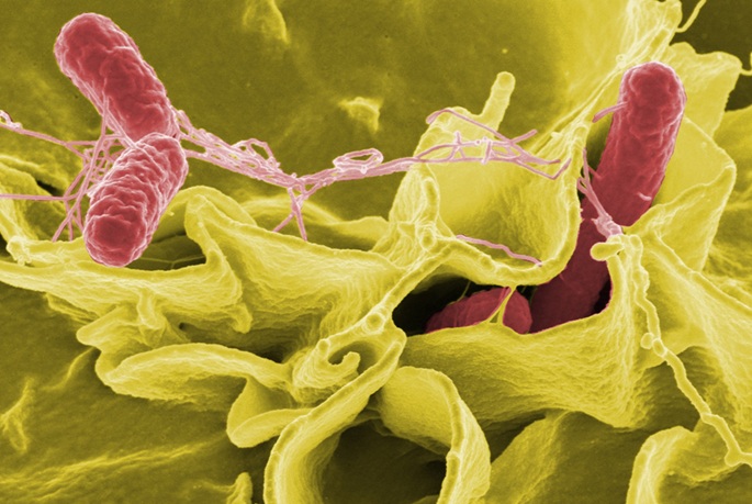 64 cases of salmonella Bovismorbificans detected in spring