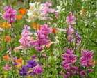 Gaps in your borders? It’s not too late to plant some summer showstoppers