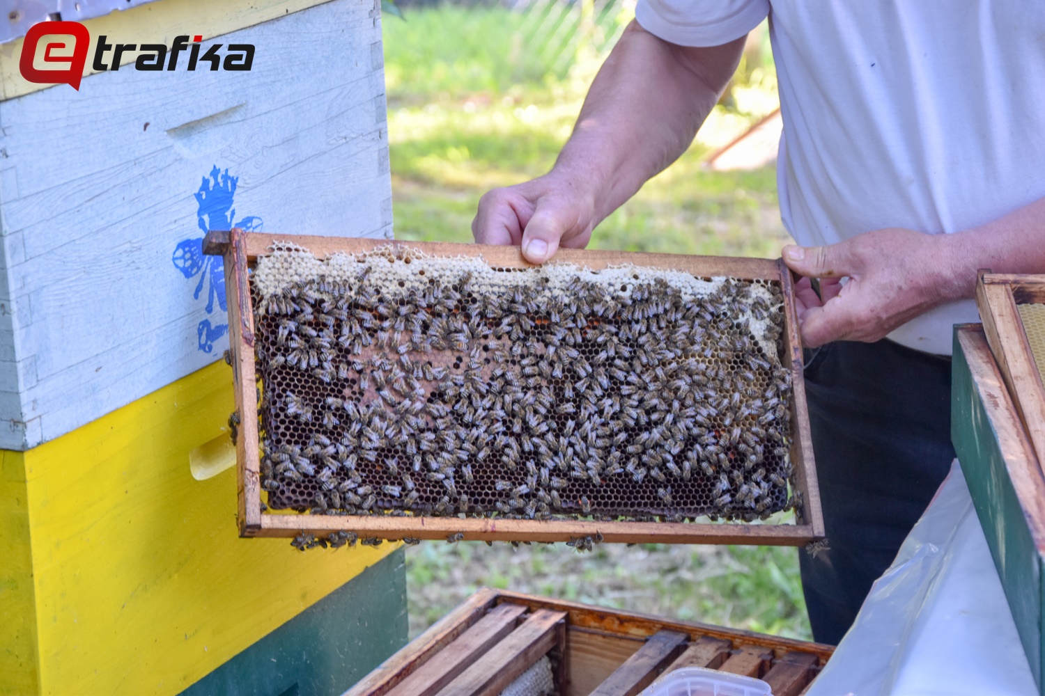 Penzionerske dane ispunjava proizvodnjom meda
