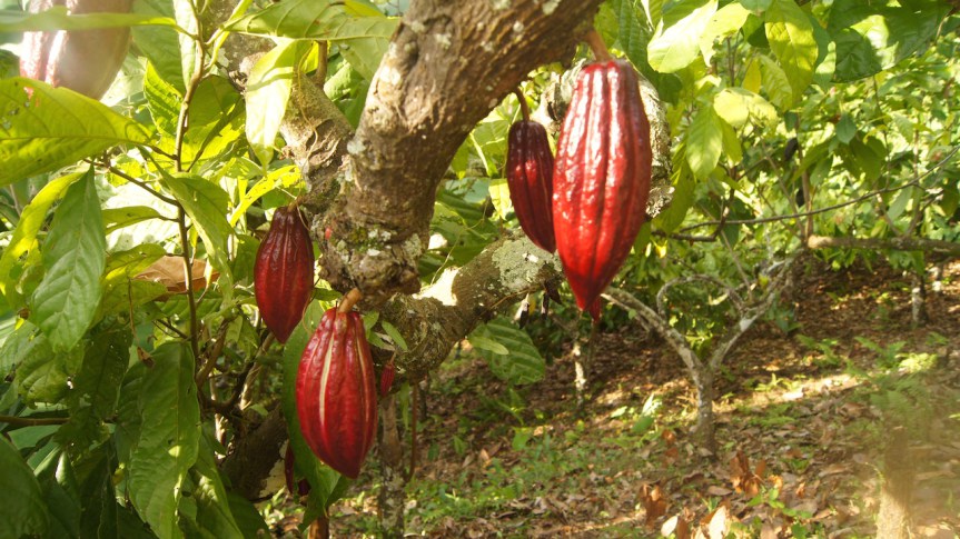Jorge Rodríguez promete una ley del cacao y del café para el mes de junio
