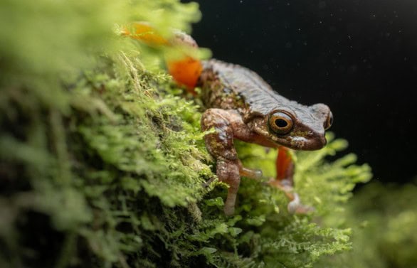 New Frog Species Discovered in Costa Rica’s Los Santos Region