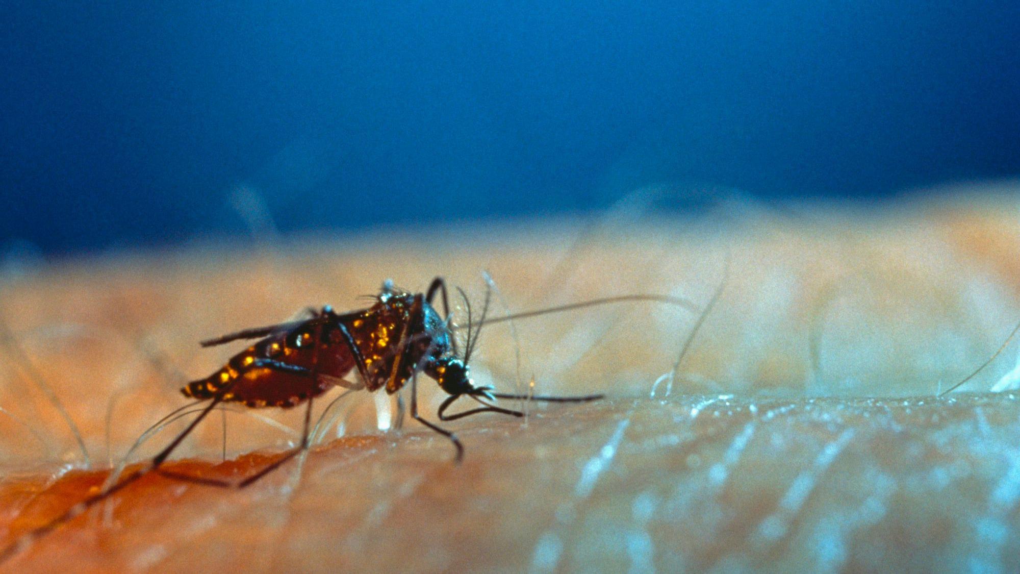 Virus Zapadnog Nila preti Balkanu: Bolest odnela četvrtu žrtvu u Severnoj Makedoniji