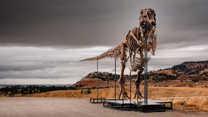 Tiranosaurus reks prodat za rekordnih 43,8 miliona evra