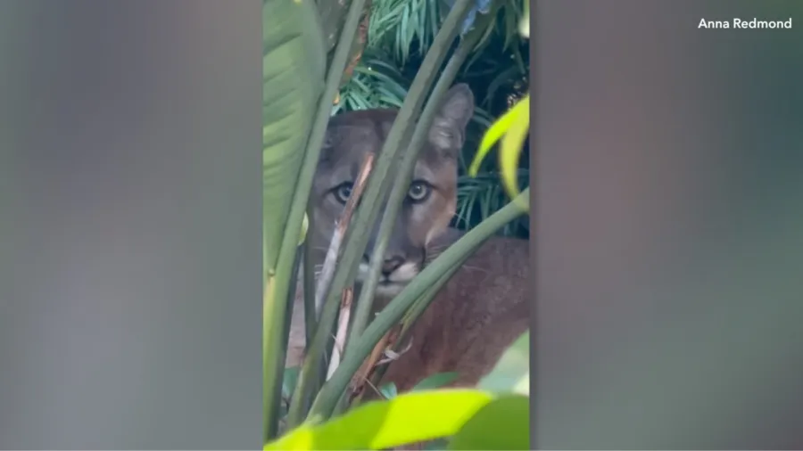 Mountain lion sighting puts Santa Monica neighborhood on high alert