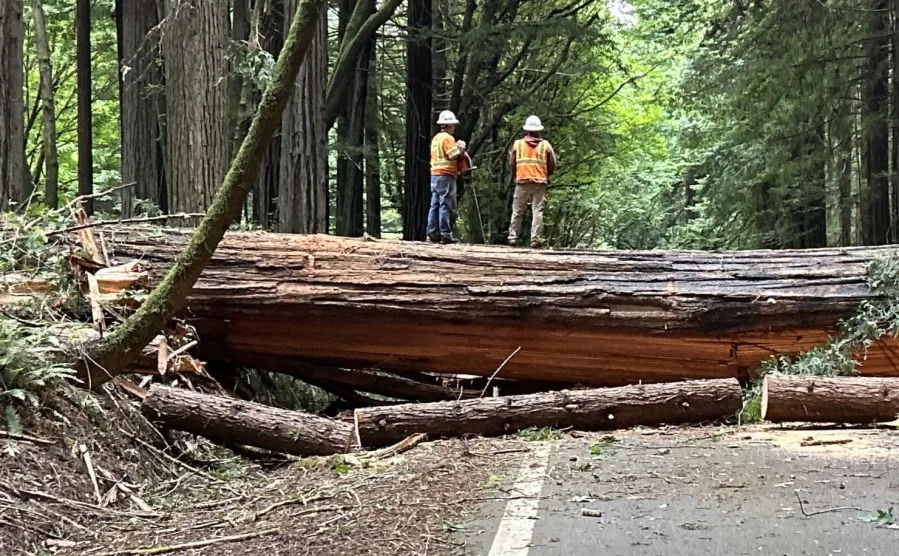 Fallen giant redwood blocks California highway